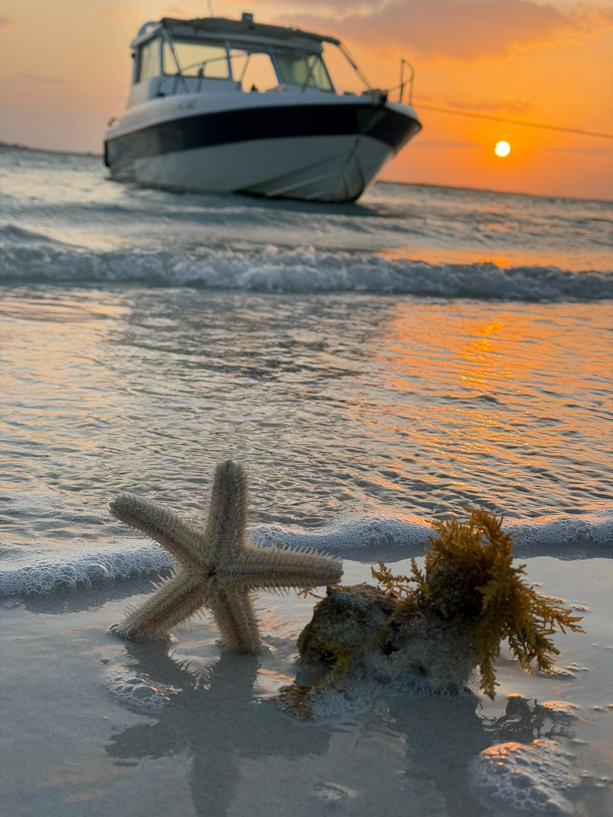 Close-up of a starfish and seaweed at the water's edge with the boat behind at sunset