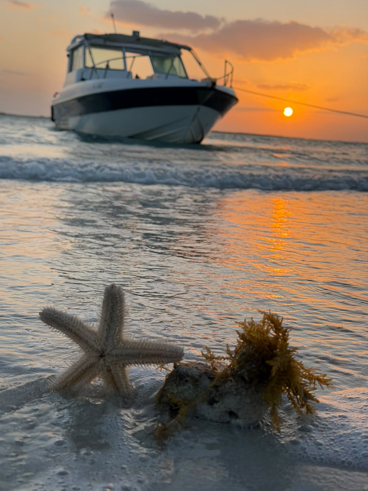 Starfish on the beach with the boat and an orange sunset in the background